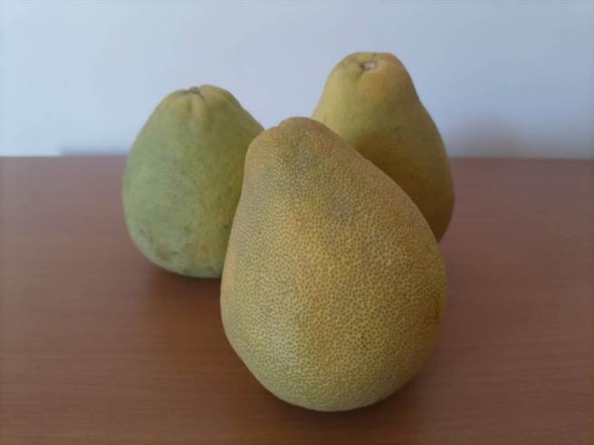 北荣新竹分院营养师徐靖瑜建议柚子一次吃3到4瓣，若吃完1整颗，热量太多。（邱立雅摄）