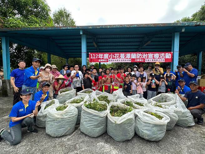 林业及自然保育署花莲分署与万荣、光復社区学校等合作拔除小花蔓泽兰。（林业及自然保育署花莲分署提供／王志伟花莲传真）