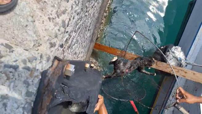 落海的流浪猫一身狼狈，靠渔民已手抄网救起。（民眾提供／许逸民澎湖传真）