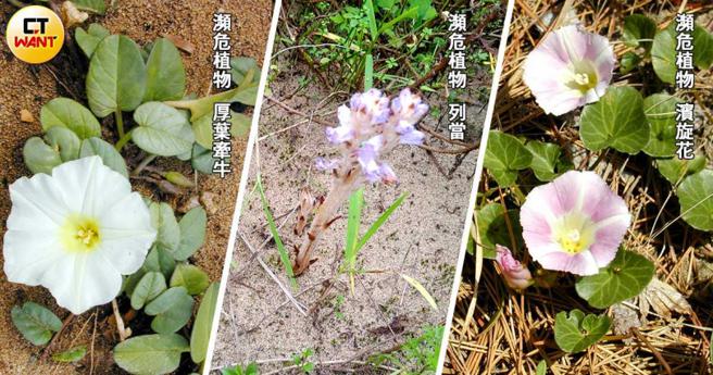龙门沙滩拥有列当、滨旋花和厚叶牵牛等珍稀植物，列当因具有药性，遭观光客大量採摘。（图／读者提供、翻摄维基百科，CTWANT合成）