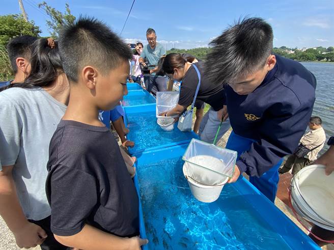 古城国小学生与金门农工的大哥哥们携手合作，捞取鱼苗，准备进行放流作业。(于家麒摄)