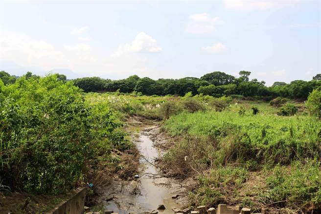 八掌溪、赤兰溪已许久未清淤，不但河床变森林，河道也变窄、变细。（吕妍庭摄）