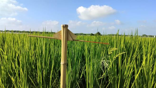 云林县仍有虔诚的农人在农历八月十五日向土地公献上土地公拐表达敬意。（林家良提供）