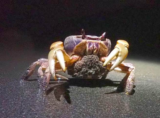 适逢10年来满月最圆中秋，寿山、旗后山陆蟹「释幼」进入高峰期。（刘奇弘提供／袁庭尧高雄传真）