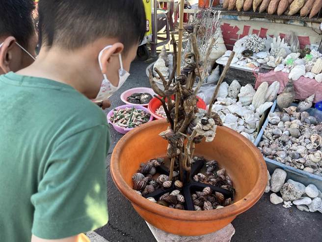 由于陆蟹难以人工繁殖，部分当地民眾会刻意捕捉，在旗津观光景点或学校附近贩售。（袁庭尧摄）