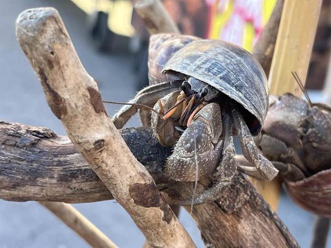 寄居蟹依体型大小不等，售价数十元至上千元都有。（袁庭尧摄）