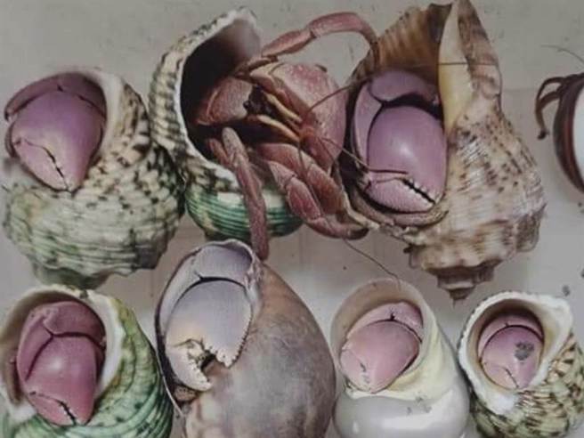 脸书私密社团也有大批陆蟹爱好者买卖交流，金边、粉色系陆蟹甚至单只可卖到2000元。（读者提供／袁庭尧高雄传真）