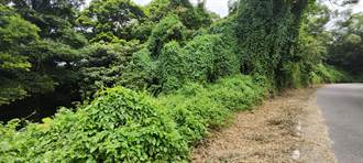 「綠癌」占領三義鄉西湖村山區 形成驚人綠牆步道