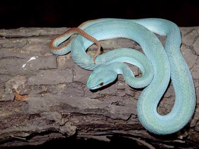 靖谚2017年参加印尼的科莫多生态团，当晚遇到的第一条蛇就是「海岛青竹丝」。（网友靖谚提供）