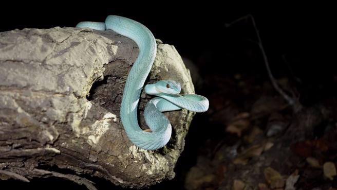 靖谚直呼「海岛青竹丝」太美，兴奋拍下照片分享。（网友靖谚提供）