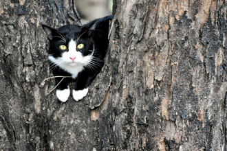 她老遠看見賓士貓爬樹 沒發現有「隱藏版」完美隱身