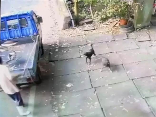 彰化县二水乡1处监视器拍下1对夫妻开着货车上山丢弃猫咪。（动保义工提供／孙英哲彰化传真）