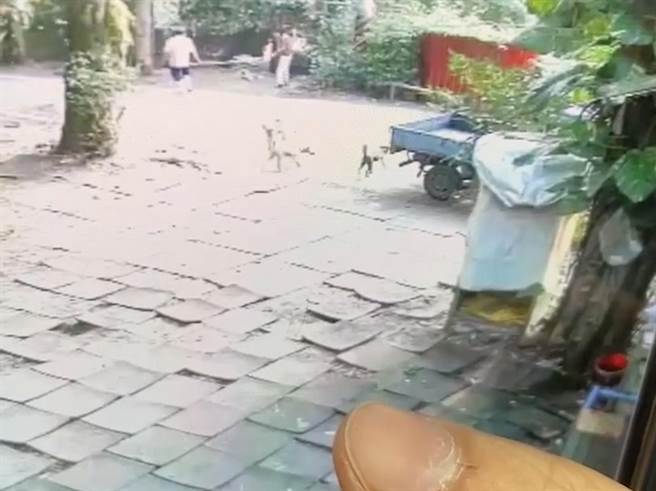 彰化县二水乡1处监视器拍下1对夫妻开着货车上山丢弃猫咪。（动保义工提供／孙英哲彰化传真）