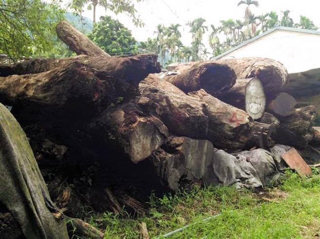 生技公司林姓老板向郑姓木材业者购买疑似盗伐的牛樟、乌心石、榉木等珍贵国有木材，转售后差点报关出口大陆，遭专案小组截获。一审认定林男和郑女合谋，各判2年6月併科罚金3亿2000万元、1年併科罚金100万元，上诉至高雄高分院，法官认为郑女转销的木材难以认定违法，逆转改判林男判2年、罚金1438万元，郑女无罪，可上诉。（本报资料照）