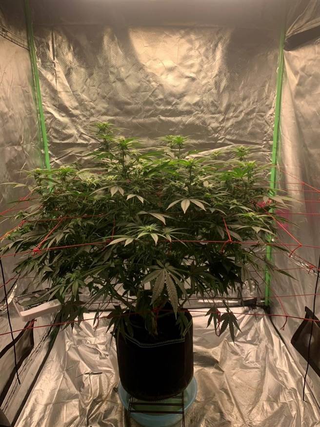 陈男种植大麻技术了得。（翻摄照片／张亦惠台中报导）