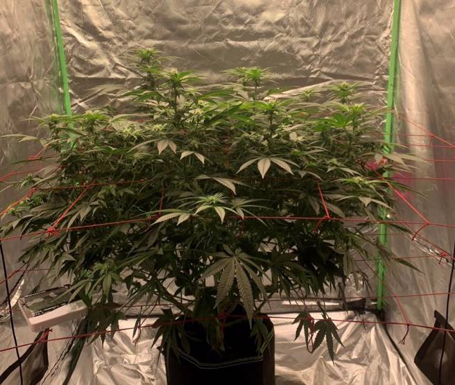 越南移工闯废弃建物，变成的开心农场，在衣橱内种植及烘乾「大麻」。（警方提供）