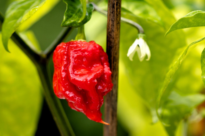 加拿大男子杰克（Mike Jack）以6分钟49秒2的速度，成为全球最快完食50颗「世界最辣」卡罗莱纳死神椒（Carolina Reaper，上图）的人，刷新金氏世界纪录。（资料照／shutterstock）