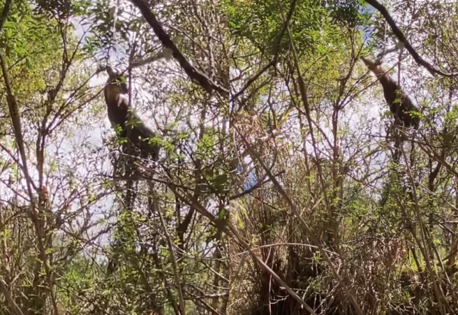 杨骐鸿两度遇见长鬃山羊站在树上吃树叶。(杨骐鸿提供)
