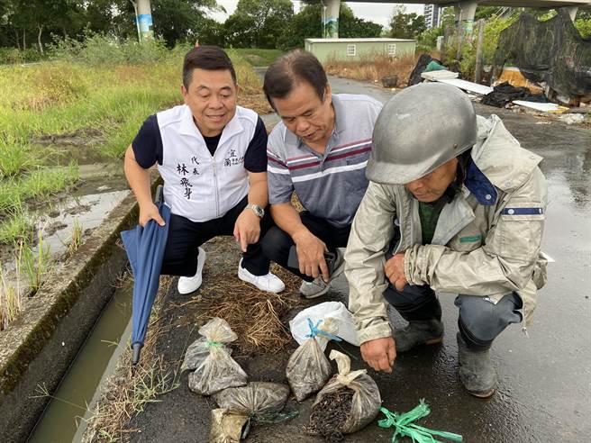 宜兰县议员林锡明（中）今（2日）偕同县府农业处同仁实地勘察，农民指2天就抓到这么多虫。（吴佩蓉摄）