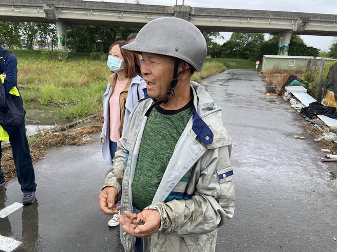 简姓农民说，在他的菜园随便都能抓到几只斜纹夜盗虫。（吴佩蓉摄）