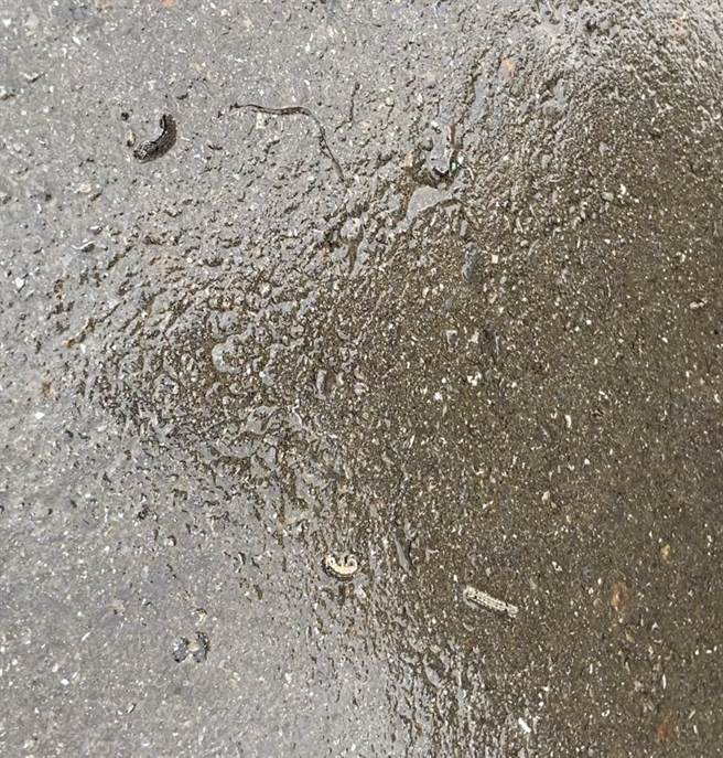 斜纹夜盗虫爬到马路上。（吴佩蓉摄）