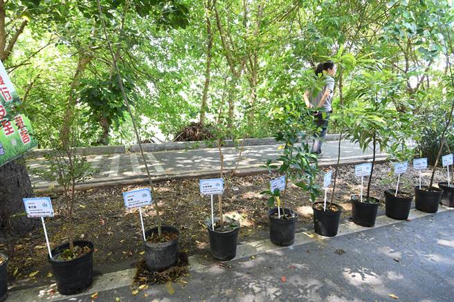 东螺溪的原生森林復育是全国最大规模的生物多样性的復育计画，未来也会投入復育其他树木、原生草花等，让东螺溪春夏秋冬都有花在开。（彰化县政府提供／吴建辉彰化传真）