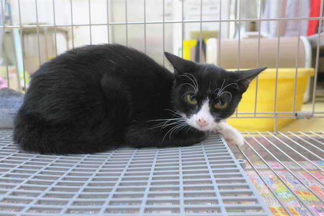 眾林小姐拾获幼猫时发现牠呼吸十分费力，曾带至动物医院进行检查，X光检查发现牠的横膈膜破裂，使得腹腔内臟器位移进入胸腔。（新北动保处提供）