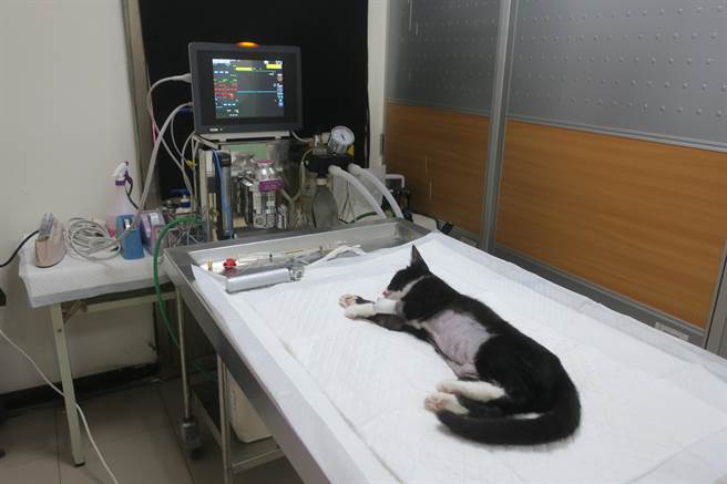 待幼猫在新环境中适应，且食欲和精神状态都正常后，才进行手术修补缝合破裂的横膈膜。（新北市动保处提供）