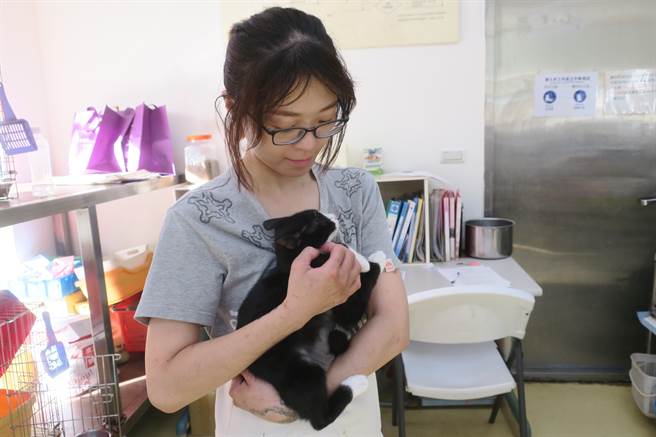 送交民眾林小姐特地来中和动物之家探望牠，现在牠已完全刚康復，目前仍在等待一个温暖的家。（新北市动保处提供）