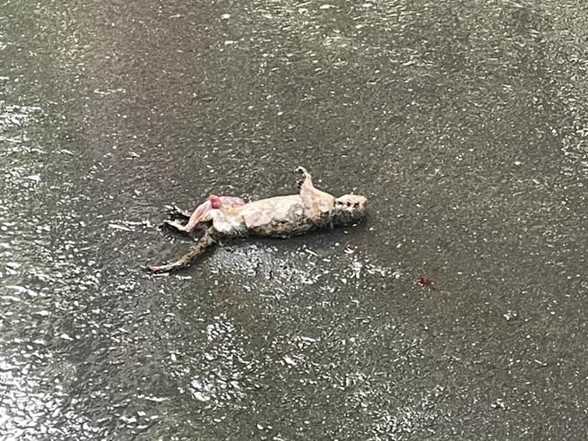 疑似松鼠误触馈线导致电线杆起火。（翻摄画面）