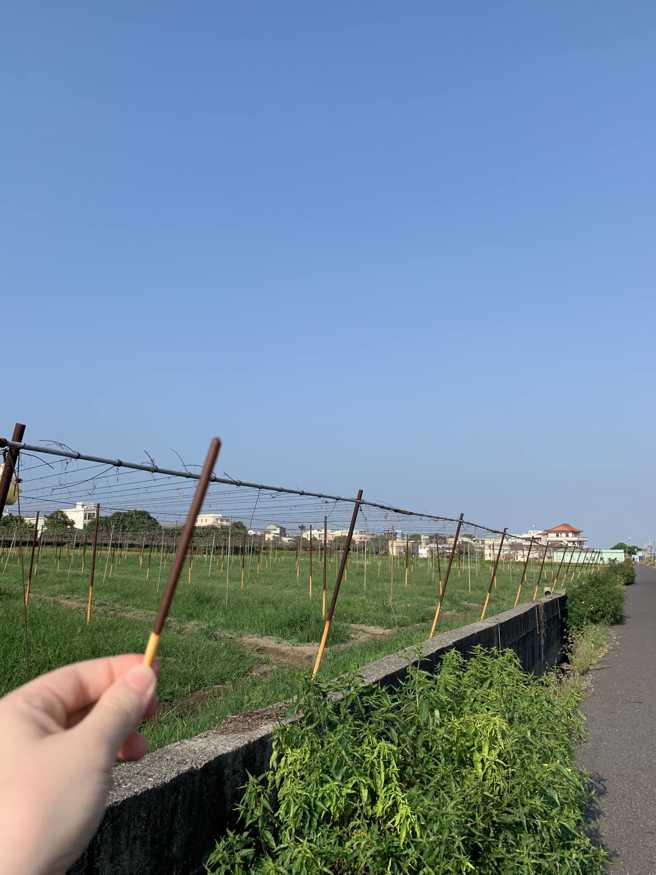 原产地曝光？她晒「Pocky种植画面」8万人笑翻，厂商现身揭密。(翻摄脸书路上观察学院/网友提供)