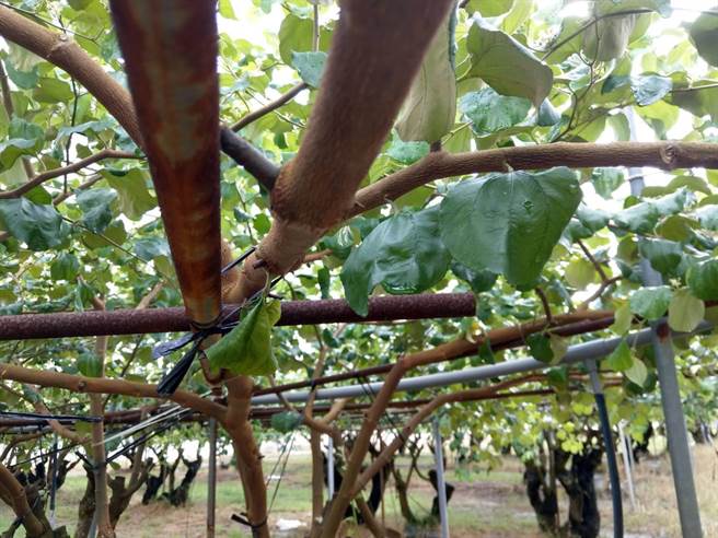 高雄市政府农业局提醒农友，枣园加强固定以防颱。（高雄市农业局提供／林雅惠传真）