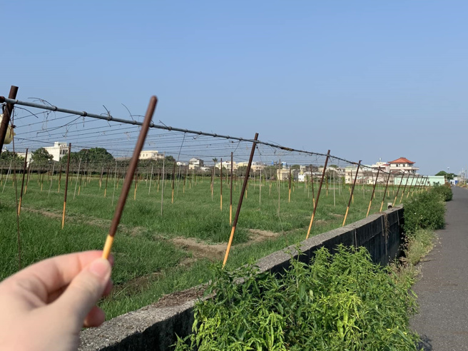 原产地曝光？她晒「Pocky种植画面」8万人笑翻，厂商现身揭密。(翻摄脸书路上观察学院/网友提供)