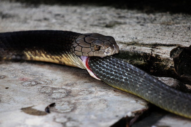 遊客日前參觀南非動物保護區，發現眼鏡蛇吞毒蛇的畫面，讓他驚呼不可思議。(示意圖/達志影像)