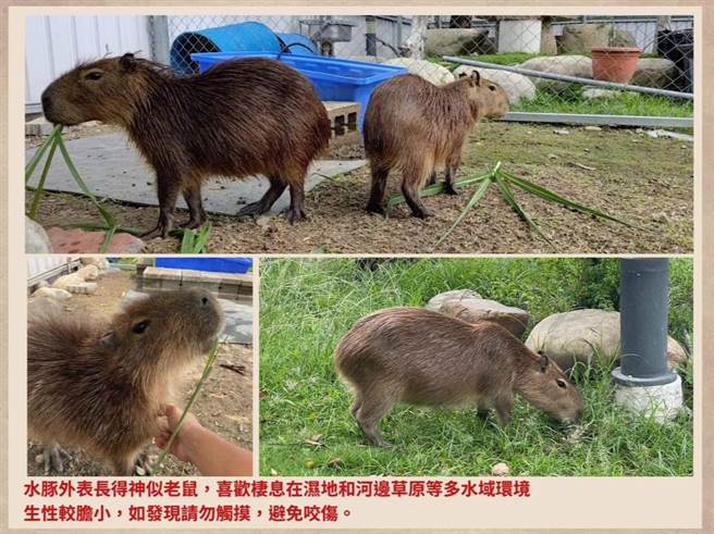 草屯镇民眾引进一对水豚饲养，水豚君夫妇2日下午却趁隙逃家私奔了，饲主祭协寻令拜托网友帮忙找。（翻摄脸书「草屯人」／杨静茹南投传真）