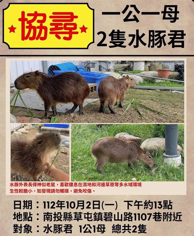 饲主呼吁发现水豚踪迹，请放轻脚步，并请通报消防队协助，千万别动手触摸，避免被咬伤。（翻摄脸书「草屯人」／杨静茹南投传真）