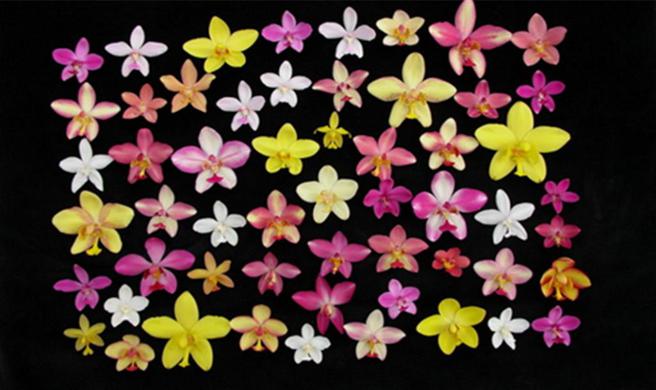 各色苞舌兰。图／台南农改场提供