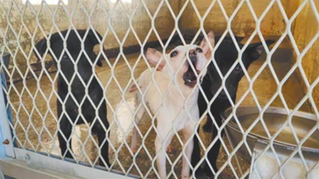 苗栗流浪狗攻击事件频传。（李京升摄）