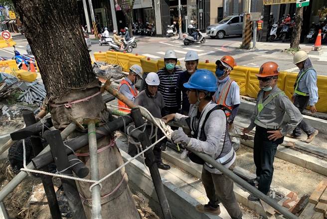捷运工程局针对轻轨沿线雨豆树进行加固。（捷运工程局提供／任义宇高雄传真）