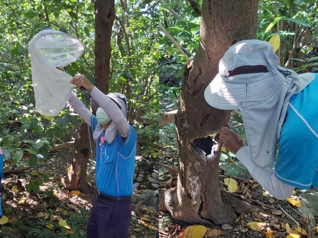 屏東市千禧公園仍能捕獲白線斑蚊，常發現天然積水容器。（屏縣府提供）