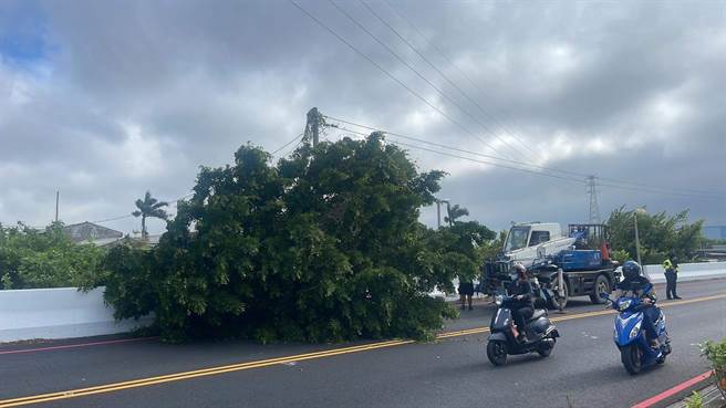 2023年9月28日彰化县／彰化市环河路往鹿港方向今天清晨发生路树倒塌，恰巧行经的1辆吊车协助吊离大树。（民眾提供／孙英哲彰化传真）