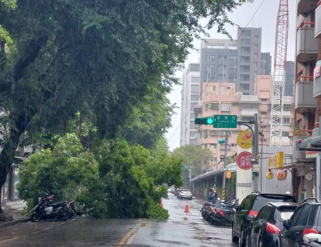 「小犬」发威！北市松山路树「拦腰断裂」砸毁多辆机车。(警方提供)