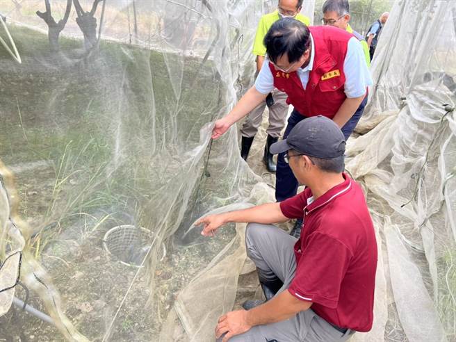 高雄市副市長羅達生（前二）前往燕巢蜜棗產區關心棗農整備情形，並提醒農友，隨時留意最新天氣資訊，加強田區整備、疏通排水，以減輕損失。（高雄市政府農業局提供／林雅惠高雄傳真）