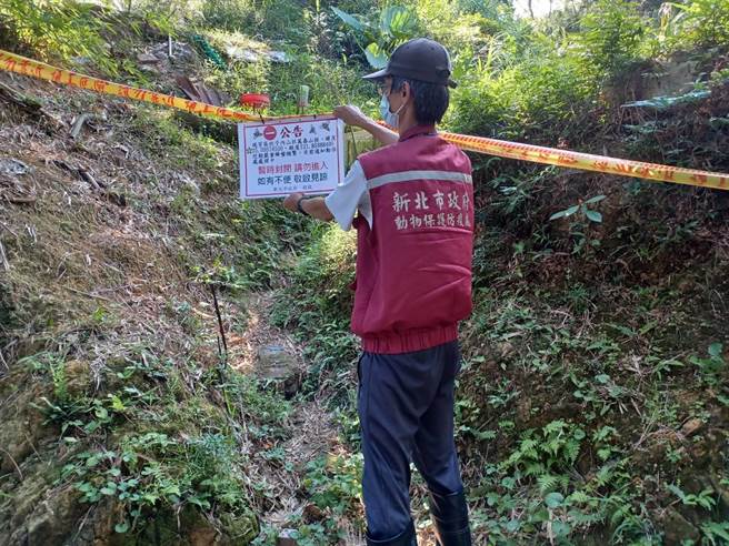 9月20日瑞芳三爪子坑路蜂螫，動保處第一時間與瑞芳區公所、消防人員確認封鎖路段。（新北市動保處提供）
