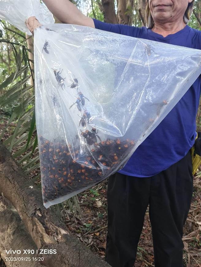 9月25日通報瑞芳四腳亭蜂窩案，當日動保處派員摘除中華大虎頭蜂蜂巢。（新北市動保處提供）