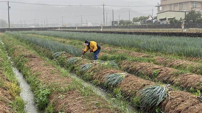 宜兰县4日维持灾害应变中心一级开设，县长林姿妙前往视察农民防颱整备情况，三星乡的葱农担忧作物受损，赶忙抢收青葱。（吴佩蓉摄）