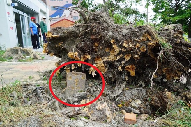 鹿港大樹被強風吹倒，露出甲子年墓碑。 （圖／中央社）