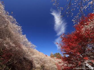 賞楓兼賞櫻一次搞定  愛知縣「這裡」有秋季神奇絕景