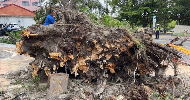 小犬颱風讓彰化鹿港日照中心前的大榕樹傾倒，意外發現斷根處有一個完整墓碑曝光，讓當地耆老都認為是子孫要出頭的徵兆。（圖／鹿港鎮公所提供）