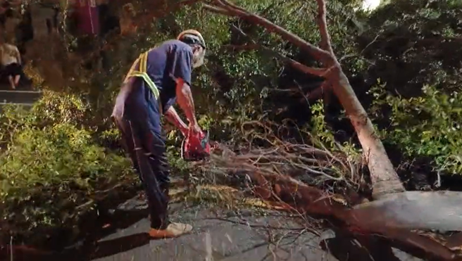 台南中西區路樹深夜倒塌 ，占據車道急封閉移除。(翻攝自記者爆料網)
